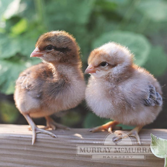 Chicks Available 2026 🐣