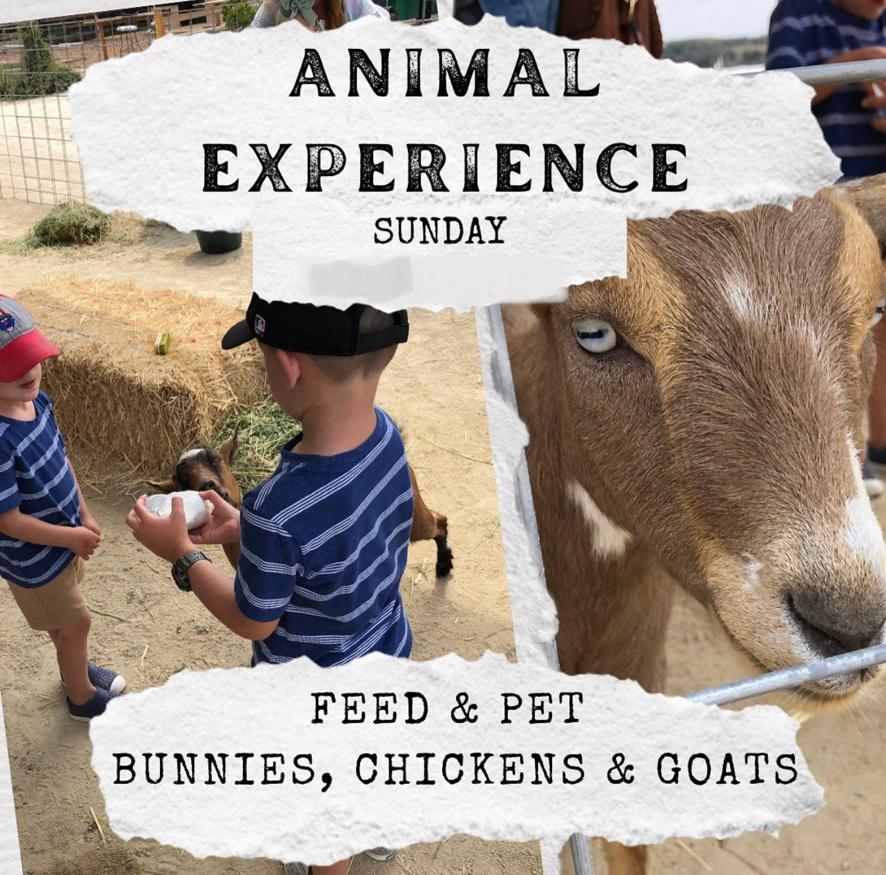 Animal Experiences